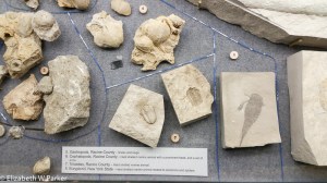Some of the many fossils in the showcases.