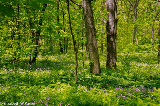 Exceptionally lovely woodland trail