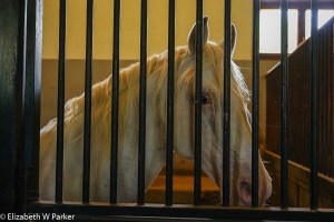 Lippizaner in his stall - looking pretty tame? (he's a gelding!)
