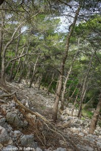 Talk about rocky! (PS and steep!)