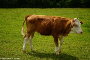 Check out the hairdo !