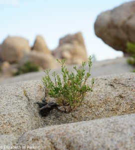 A fighter! Notice that the rocks are not at all smooth, though they look like it from afar.