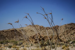 The tips of the ocotillo branches