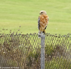 I couldn't resist photographing this handsome bird!