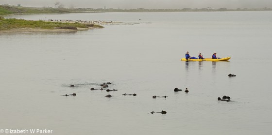 The shapes in the water are the sea otters floating around on their backs.