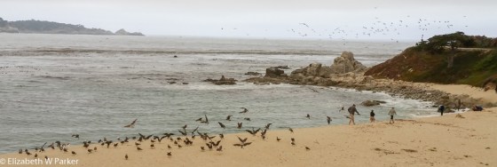 Another view along the 17-Mile Drive