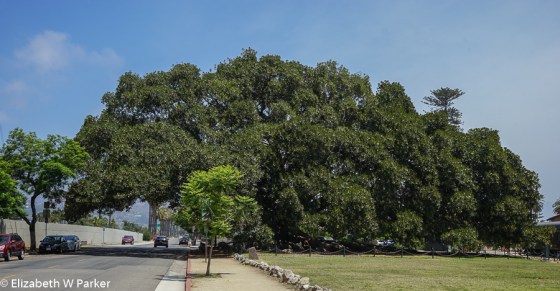 Moreton Fig Tree in Santa Barbara