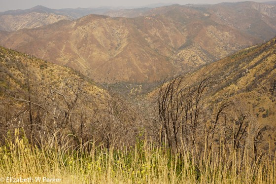 The mountains burned by the Rim Fire of 2103. It has yet to recover.
