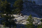 yosemite-09447
