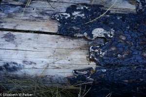 Blackened bark contrasts with the bleached wood revealed beneath. Scars of forest fires.