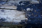 yosemite-09706