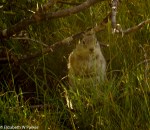 yosemite-09983