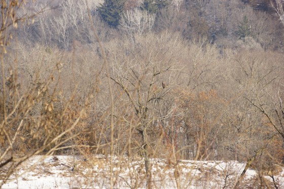 Yes, there is an eagle in there... a juvenile. This is why I say, if you don't have a birding lens -I don't - leave your camera at home and go for the binoculars!