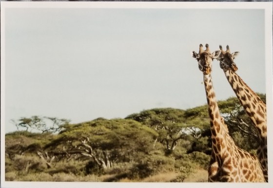 Copyright Eddie Soloway