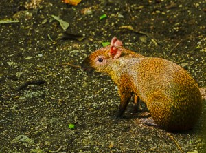 Playa del Carmen, Mexico
