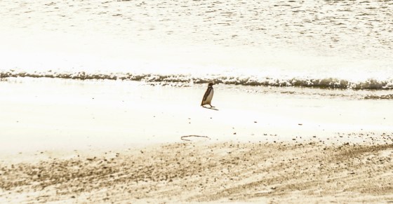 Lone Penguin walking on the beach