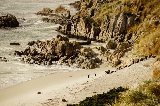 Gypsy Cove, and penguins, the Falkland Islands