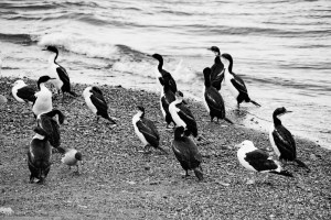 cormorants on the beach